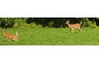 Property photo 7 - 10 Acre Building Site Real Estate Auction